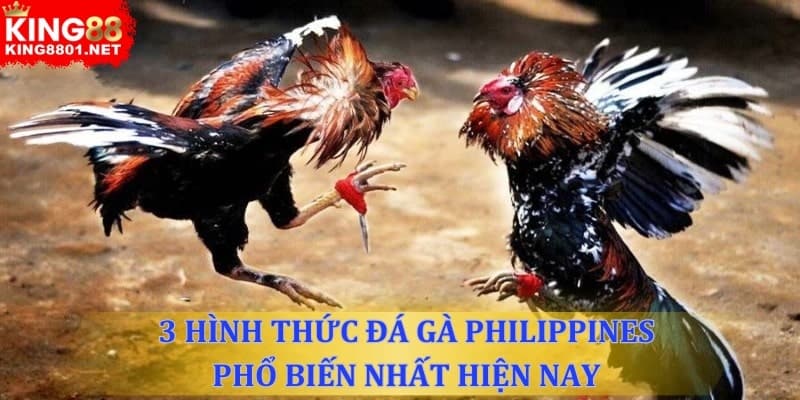 3 hình thức đá gà Philippines phổ biến hiện nay 