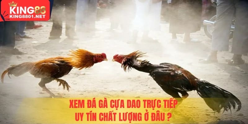Xem đá gà cựa dao uy tín - chất lượng ở đâu?
