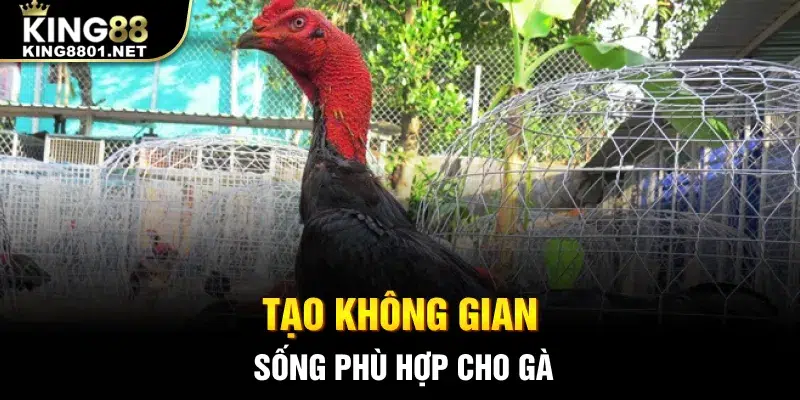 Tạo không gian sống phù hợp cho gà